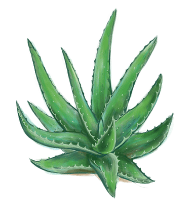 Aloe at Proctonic